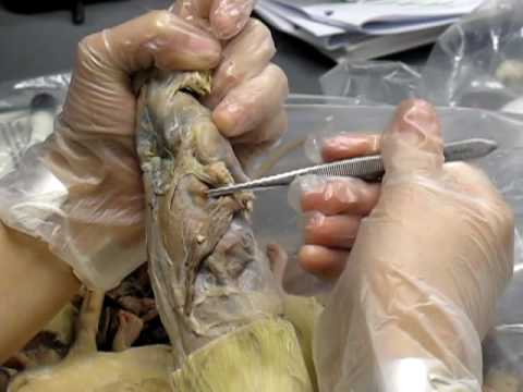 Rat muscle dissection - YouTube