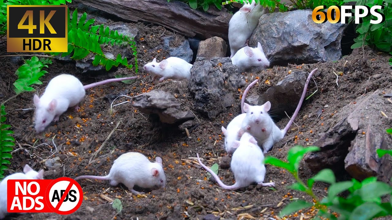 [NO ADS] Cat TV Mice: Watching Mice in a Peaceful Natural Space - YouTube