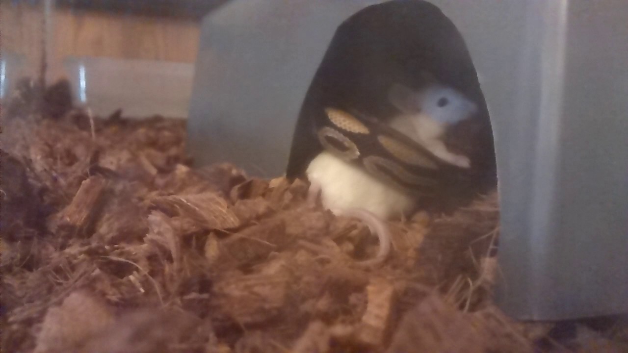 my python eats a mouse - YouTube