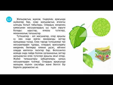 Бейне: Қоңырау (69 сурет): «қалыңдық пен күйеу» кампануласының сипаттамасы. Өсімдік пен жапырақ қалай көрінеді? Тұқымдар мен шламдар, қоңыраулардың екіжылдық және тау түрлері арқылы тарал