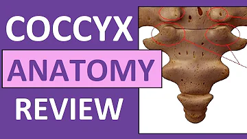 Is sacrum and coccyx the same?