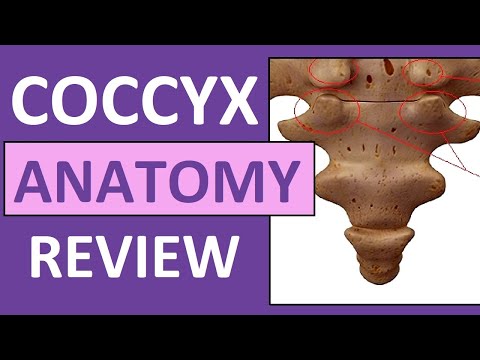 Coccyx Anatomy | Coccygeal Cornua, Transverse Process, Base, Apex