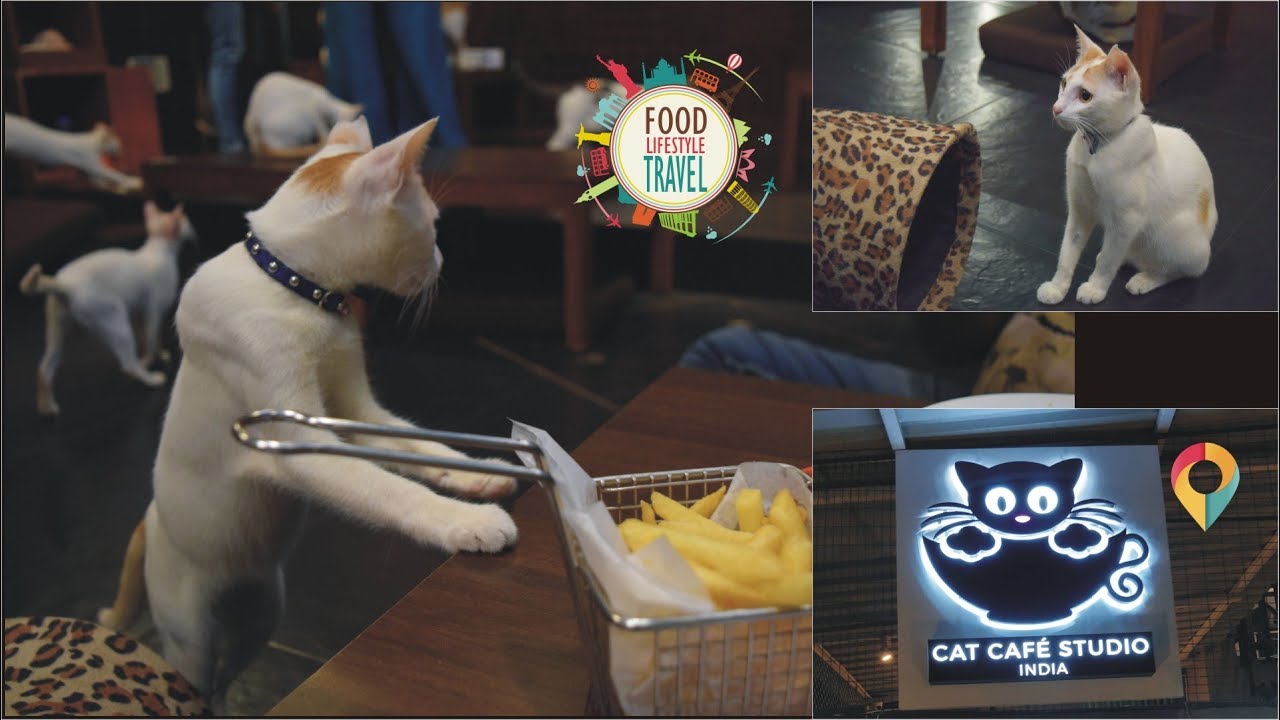  Cat  Cafe  Theme Restaurant  Chill around with Real Cats  