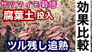 サツマイモ栽培実験/腐葉土堆肥の効果とツル残し追熟/保存方法の紹介2020年11月14日～12月1日