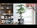 【オンライン販売】6年掛けて生産された極上のエバーフレッシュを紹介します！