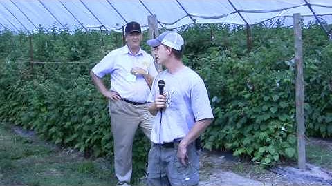 Raspberries Under High Tunnels — FGNtv