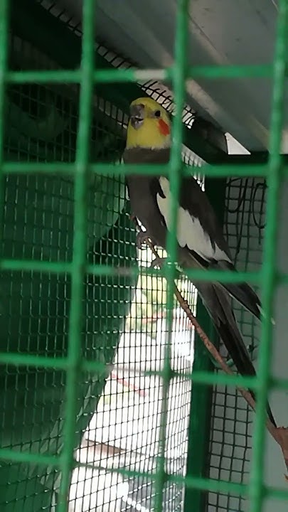 Chooty - YouTube