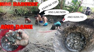 NAG HARVEST NG FISHPOND (DEFIRENT KIND OF FISH) /JONEL ALFONSO BLOG