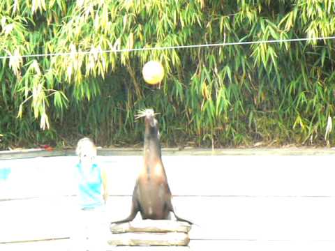 seal bouncing a ball on nose