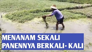 Sayuran selada air||menanam lagi panen lagi dan lagi