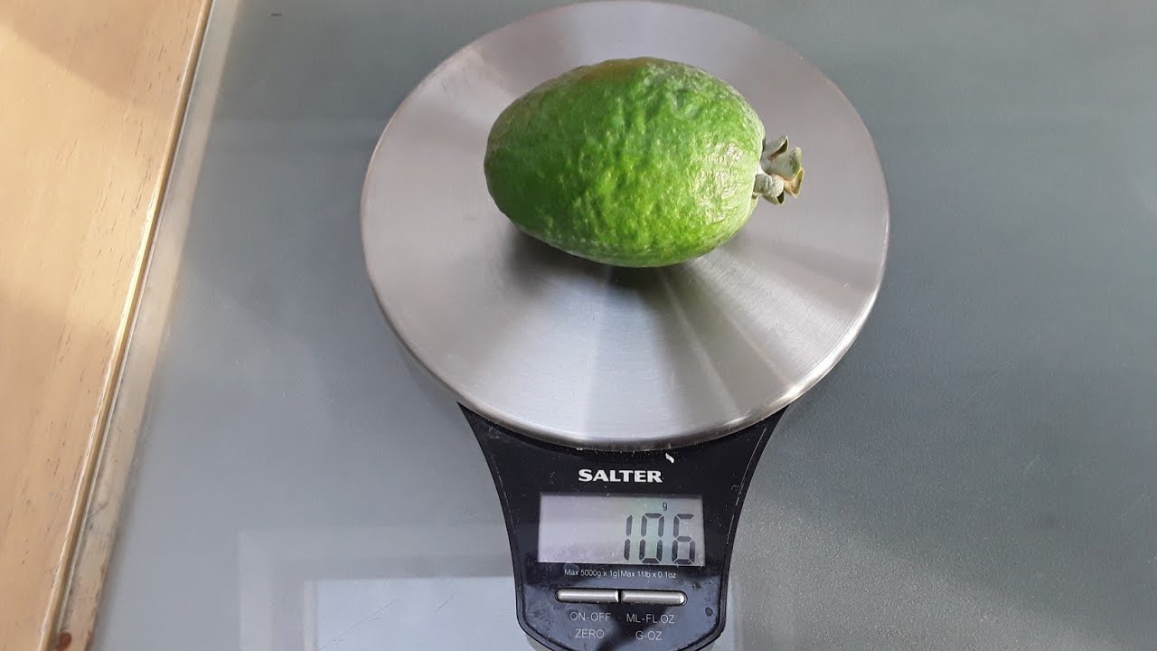 Feijoa / pineapple guava 'Mammoth', the first ripe fruit of the year and the biggest I've ever had.