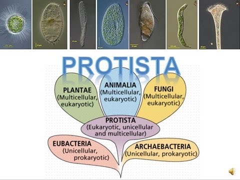 Kingdom Protista