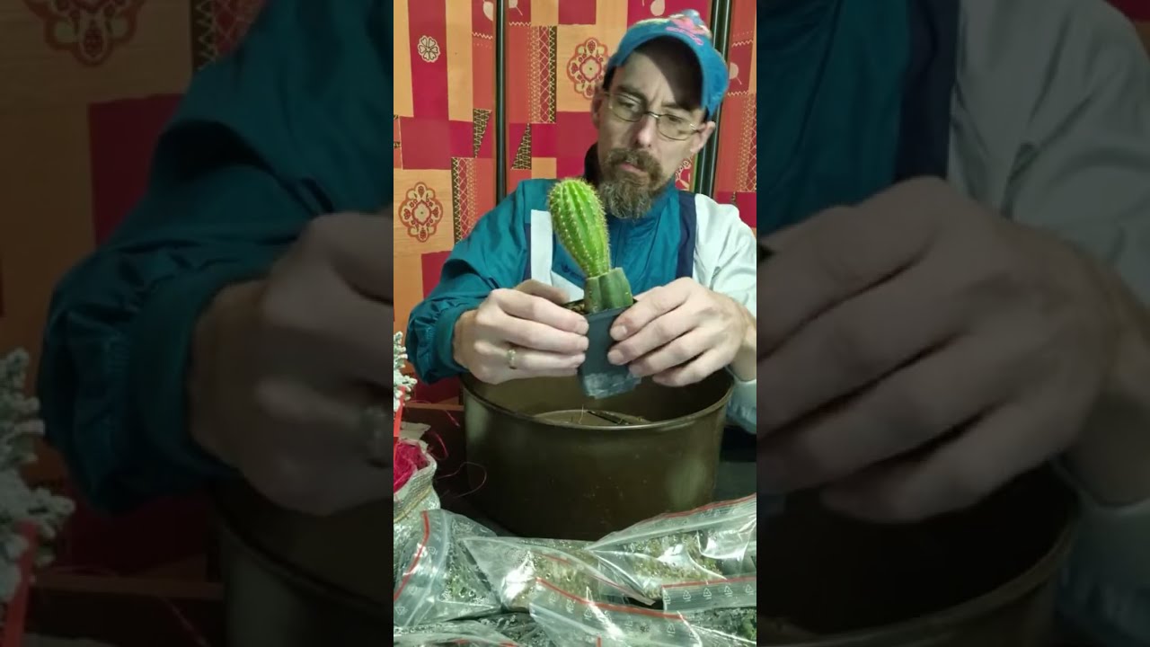 Cactus Livestream / Podcast (Patrick Noll): December 12th, 2025 Sowing Out, Cleaning Seeds etc