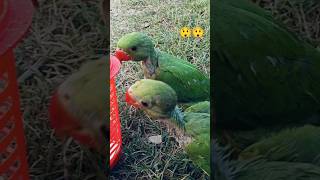 ghar ka parrot 🦜.#short short#viral video#training video#parrot ka video#parrot