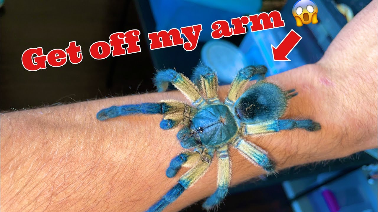 Иногда тарантулов может быть достаточно много... (М. Балфури, коммунал) ВСЕ ПОШЛО НЕ ТАК!!