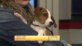 Henry wimbley and adopt a pet