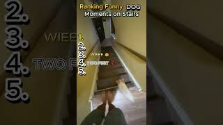 Ranking Dogs Like Absolute Legends! 🐕⬇️ | Beast Tierlist