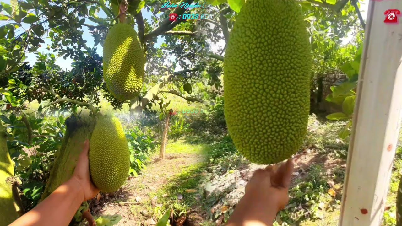 LNCT - Nguyên Nhân Mít Bị Bể Đầu Gai Và Bể Mầu Là Do Thiếu Thành Phần Thuốc Hay Nguồn Dinh Dưỡng..!