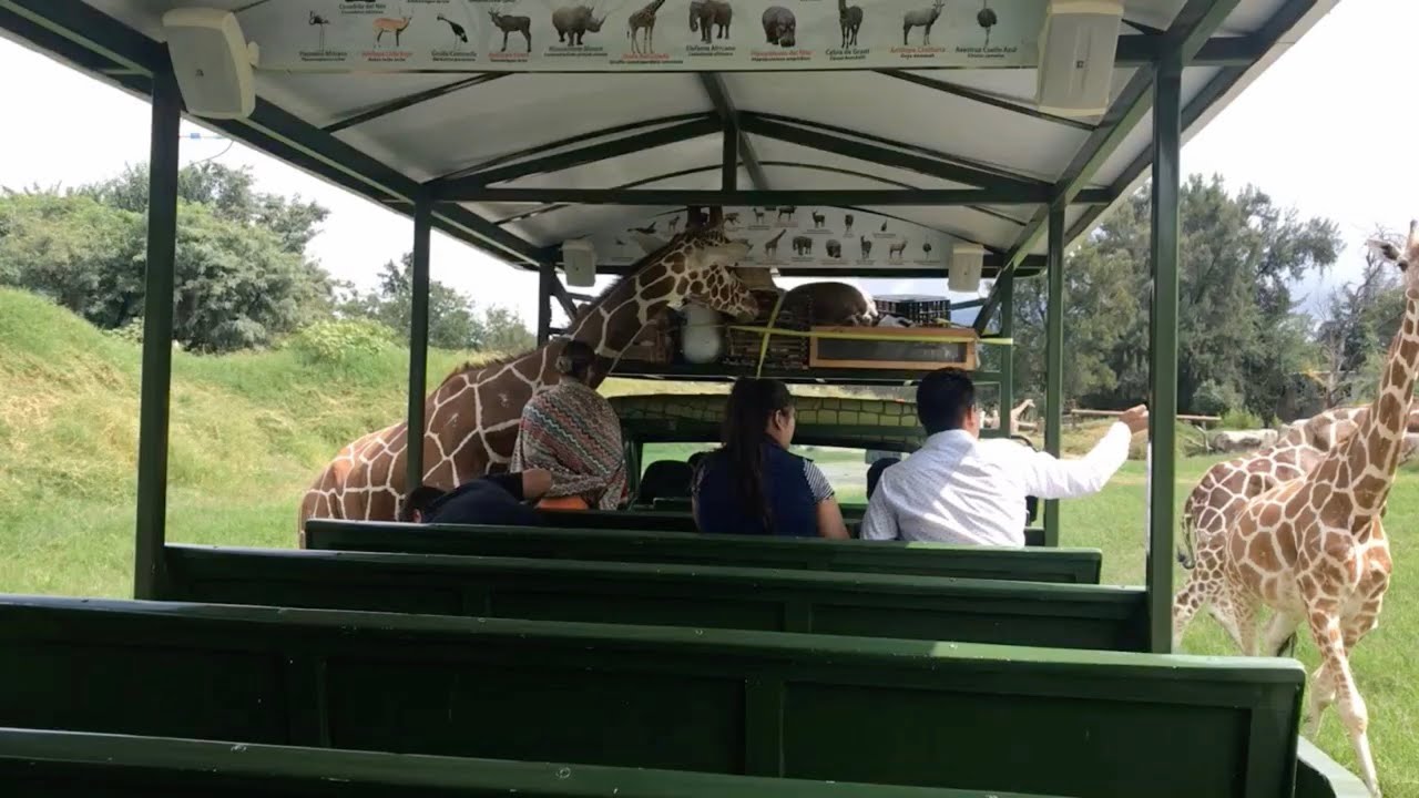el zoologico safari