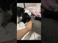 Marah Di Pegang Kasurnya #shorts #animals #cat #kucing #funny #pets #kitten #lucu