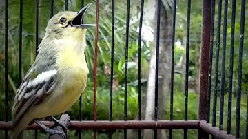 BURUNG CIPOH SIRTU GACOR BERTUBI TUBI