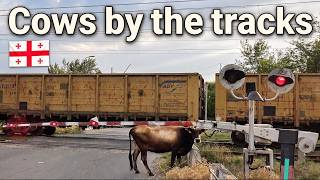 (Cows by the tracks)Railroad crossing of Gardabani, Georgia/Gardabani pervaža, Sakartvele