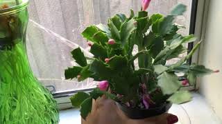 5 Tips To Avoid Christmas Cactus Bud Drop And Enjoy  Months of Blooms