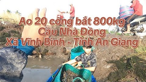 Ao 20 công bắt 800kg tôm càng Cầu Nhà Đồng - Xã Vĩnh Bình (VBN) - Tỉnh An Giang