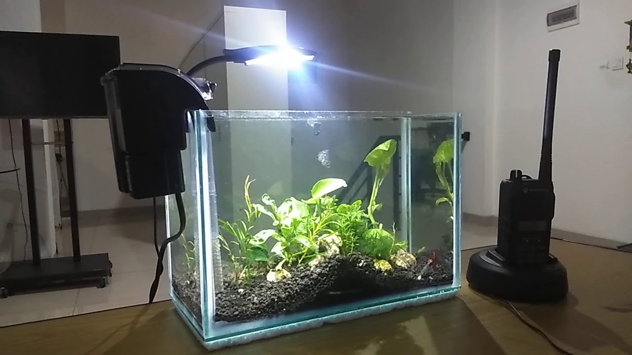 Aquascape Mini Untuk Meja Kantor YouTube