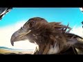 GoPro: Golden Eagle POV Flight in 2.7K