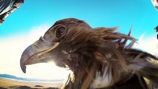 GoPro: Golden Eagle POV Flight in 2.7K