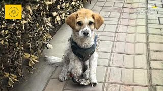 Dog in Tattered Clothes, Alone Roaming the Streets, Discovered Missing Two Paws Up Close by House For Paws 604,206 views 2 weeks ago 15 minutes