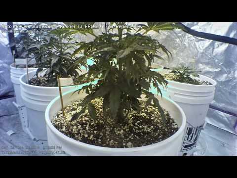 Auto Flower - Week 5 - Cannabis Time Lapse