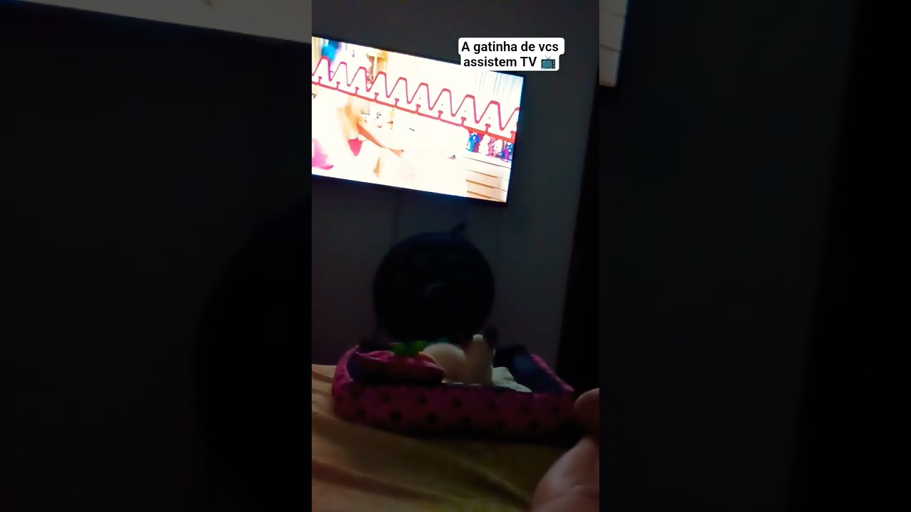 Mia assistindo TV 📺 