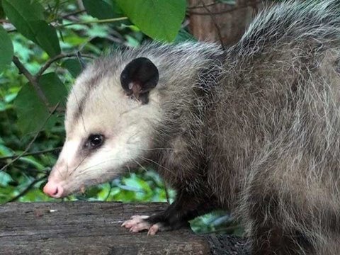 Virginia Opossum - HD Mini-Documentary
