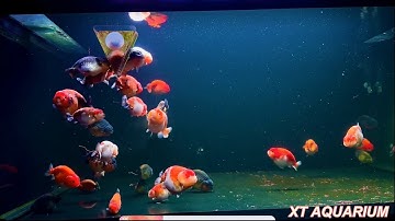 Cá Vàng RanChu - GoldFish - XT Aquadecor #4