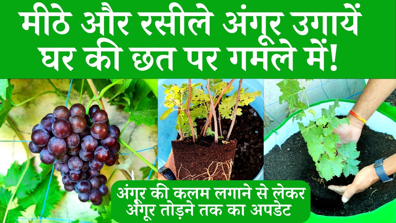 मीठे और रसीले अंगूर उगायें घर की छत पर गमले में! How To Grow Grape Plants At Home In Hindi
