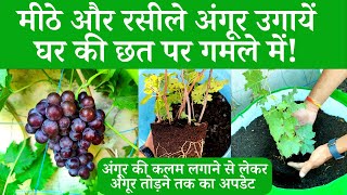 मीठे और रसीले अंगूर उगायें घर की छत पर गमले में! How To Grow Grape Plants At Home In Hindi