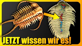 Forscher lösen EWIGES Urzeit-Rätsel! Was wurde entdeckt?