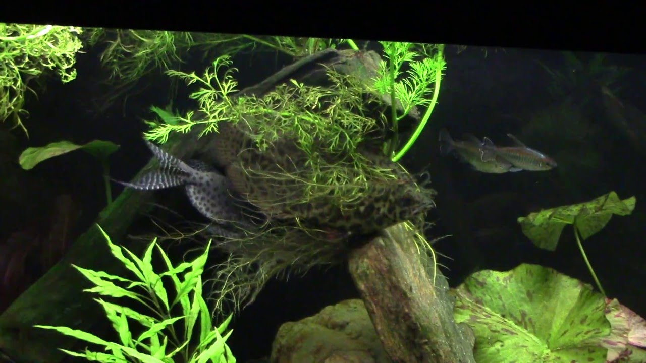 African Featherfin with Spotted Leaf Fish. (S. Eupterus, Ctenopoma Acutirostre)