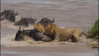  Lions vs 1 Wildebeest | Brutal River Ambush During the Great Migration 🦁🔥 #Shorts