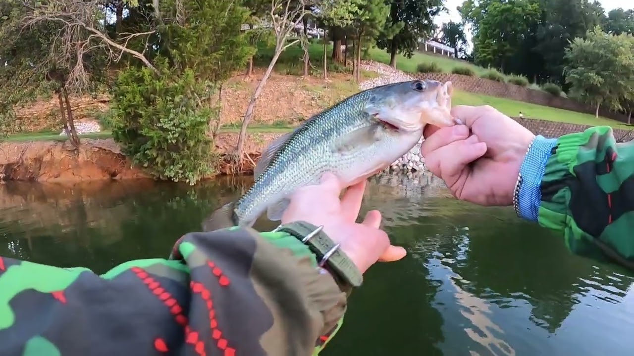 Bass fishing Tims Ford Lake (Rock Creek area)