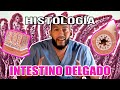 Histología - INTESTINO DELGADO (Criptas de Lieberkühn, Enterocitos, Glándulas)