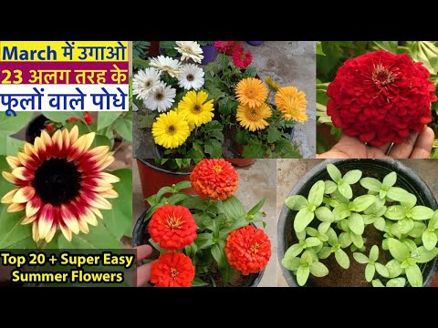 मार्च में गर्मी के Super Easy Summer Flowering Plants|| Garmi ke