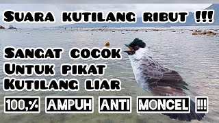 Suara pikat kutilang ribut anti zonk terampuh || KUTILANG RIBUT 100% PALING AMPUH ... !!!