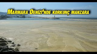 Marmara Denizi'nde salya kirliliği Resimi