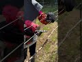 ブドウ農家を救う一台の機械