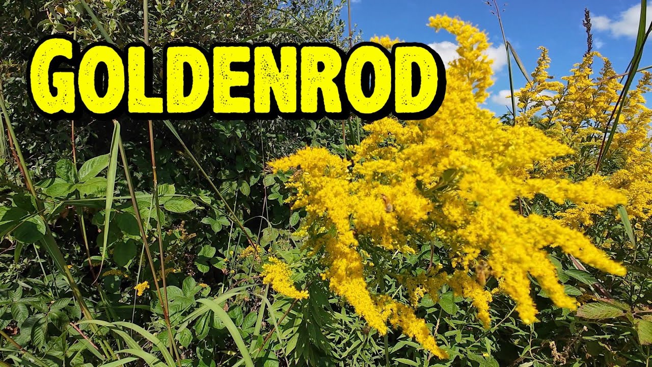 Goldenrod YouTube