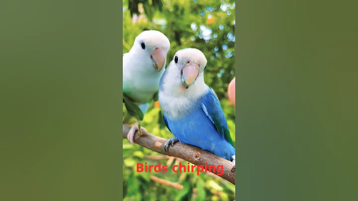 Nature Sound Relaxation-Soothing Forest Birds Singing-Relaxing Sleep-Bird Chirping Sound #shorts
