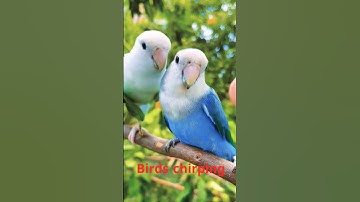 Thumbnail of Nature Sound Relaxation-Soothing Forest Birds Singing-Relaxing Sleep-Bird Chirping Sound #shorts
